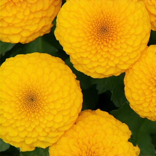 探索金盏花的奧秘，外籍老師一對一學習英文的課程海報，生動展示學習氛圍與學生互動，鼓勵立即預約，提升英文能力，加深對金盏花的理解。